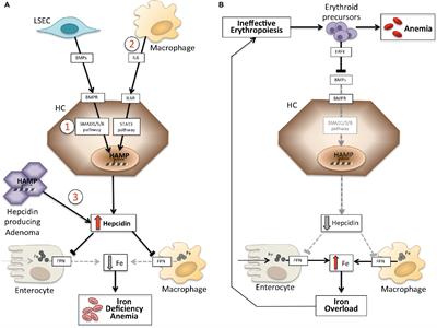 Hepcidin and Anemia: A Tight Relationship